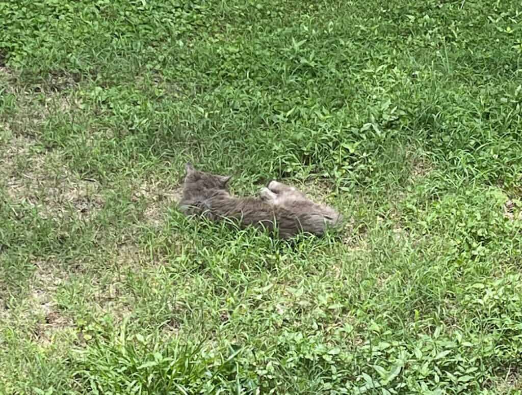 Pippen, Ray Swanson's cat