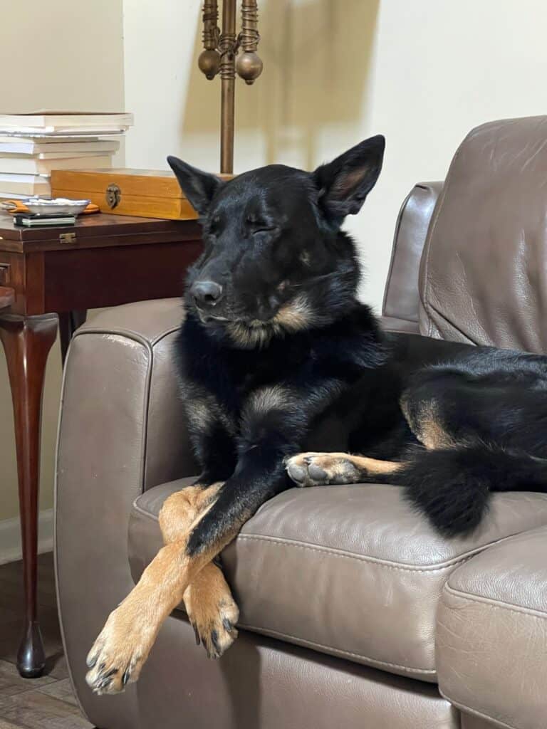 Jax, Ray Swanson's German Shepherd — the original test subject for Level One Pet Urine and Odor Remover.